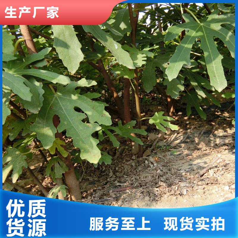 源頭廠家直供，無(wú)花果桃樹苗支持來(lái)圖定制，網(wǎng)絡(luò)銷售開啟新篇章